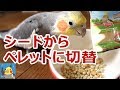 シードからペレットに切り替わるまで【オカメインコ】