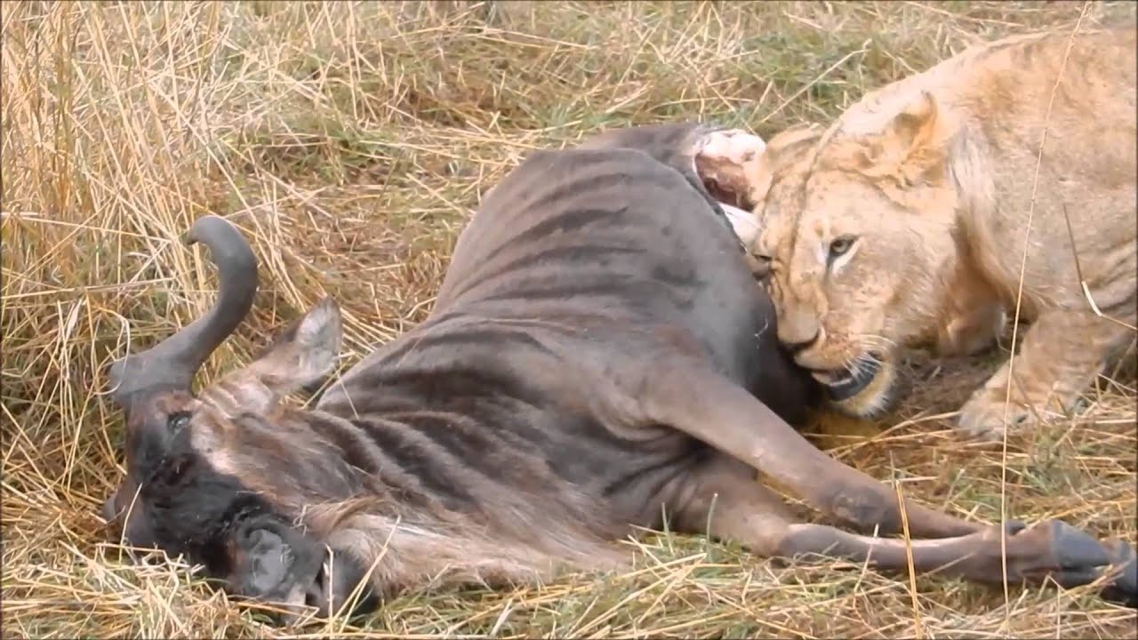 Lion Eating Wildebeest at Maasai Mara National Preserve - YouTube