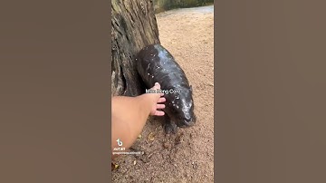 "Meet Moo Deng: The Adorable Hippo! 🦛❤️" #animals #wildlife #wildestafrica #moodeng #hippo #mood