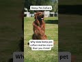 Eco-Friendly Pet Care Tips | Sustainable Dog Hacks-Eco Tips for Dog Owners | GoEcoPaw Hacks