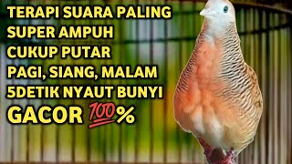 Perkutut Lokal Gacor Suara Super Kristal - Pancingan Malas Bunyi  (99%AMPUH BANGET)