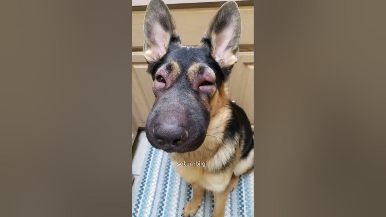 Animals That Have Fought A Bee... And The Bee Won Golden retriever, Dog bee stin