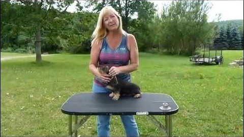 How to stack a puppy on a table