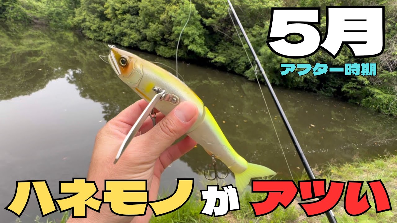 【５月】アフター時期はハネモノがアツい！【ジョイクローラー】【バス釣り】【ビッグベイト】