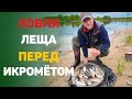 ловля леща перед икрометом