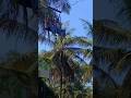 Thanimafarmlife #travel #adventure #shorts #youtubeshorts #ytshorts