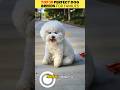 Top 10 - 6 Perfect Dog Breeds for Families with Kids 👨‍👩‍👧‍👦🐶 (2025 Ranking)