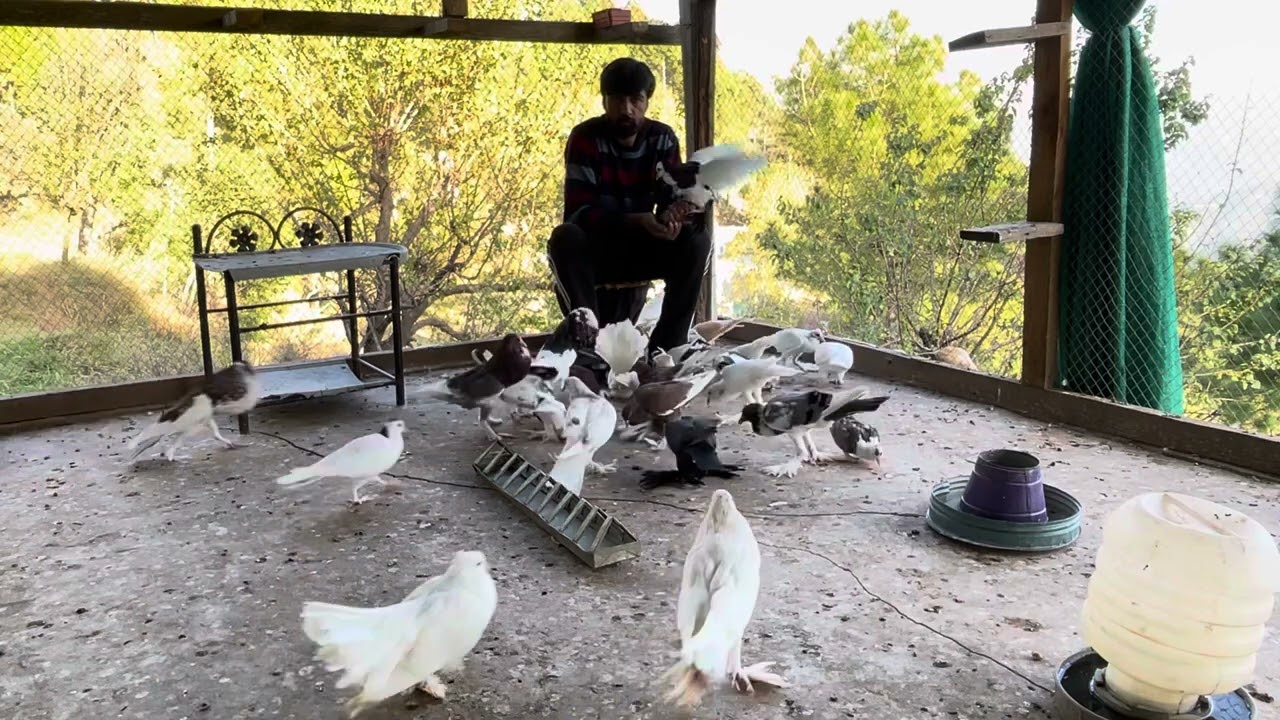 Pigeon Setup: The Ultimate Guide to Urban Avian Gaming