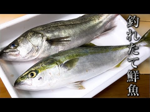 獲れたての鮮魚を捌いてブリブリのお刺身をいただきました!!!