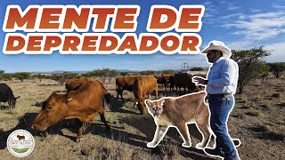 ¿QUIERES MEJORAR TU GANADO? | Rancho Cinco Talentos | Ganadería | Genética Animal