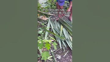 Cha chặt lá dừa nước để cho mẹ chầm lá lợp cái chòi bếp .