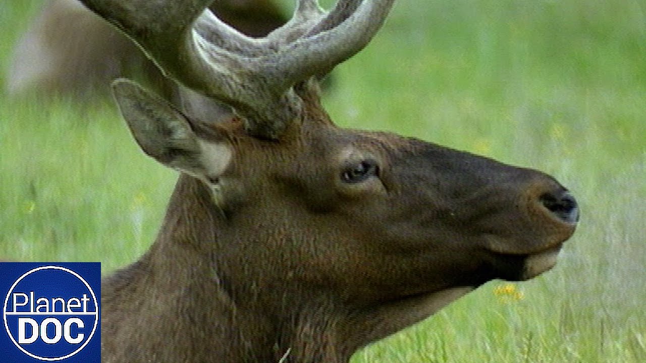 Yellowstone: El Primer Parque Nacional del Mundo | Documental Completo en Español