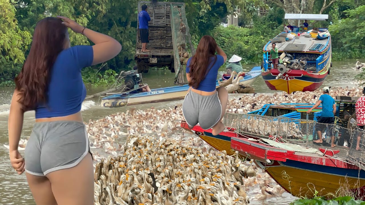 Full Video: Million Ducks Migrate Daily by Boat & Truck – Unbelievable Profits from Smart Farming 🦆🚛