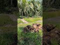 harga sawit petani minta 3500 #sawitbuahpasir #yusrilsawit