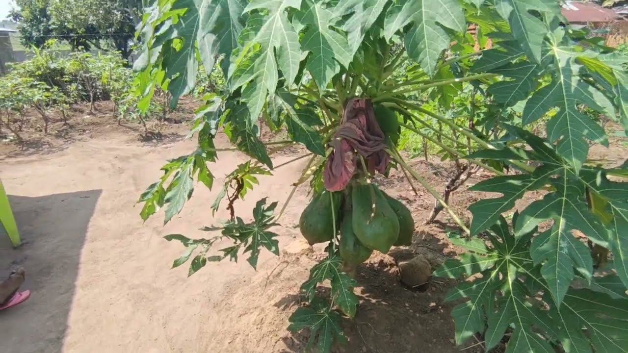 STP NDEKO KO SAKANA na MBONGO té 3000$ HÔ ZWI lupangu ya 20m/20 +studio na V. NDAKO pembe c/maluku