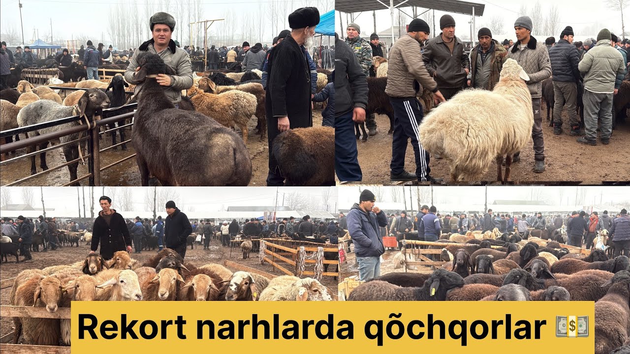 Tergachi Qõy bozori bugungi narhlar bilan tarnishing 13.02.2026yil