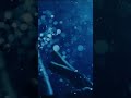 ビバリウム - Ado歌ってみました ゆえ
