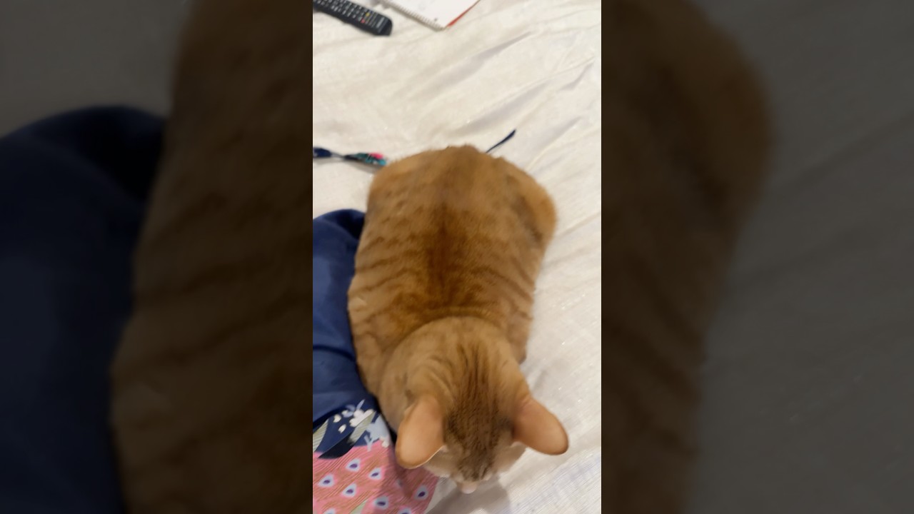 Пора проверить готовность буханки! 