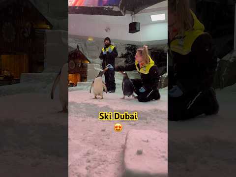 Penguins 🐧 at Ski Dubai #shorts #viral #trending #youtubeshorts #dubai #skidubai #shortvideo