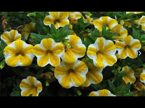 ХЛОРОЗ растений - причины и ЛЕЧЕНИЕ