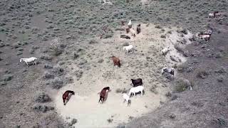 the main wild herd view from the Ruko f11gim2 drone