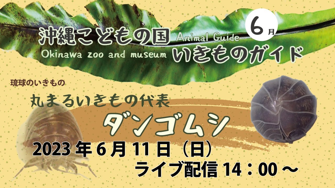 Live Stream] Ryukyu Creatures: The Iconic Pill Bug - YouTube