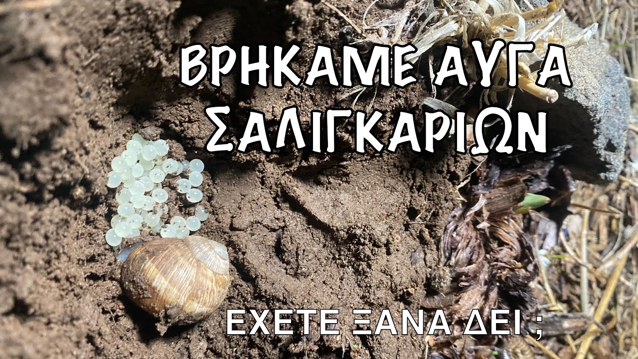 Πώς μαζεύουμε και καθαρίζουμε σαλιγκάρια ; #greekfood