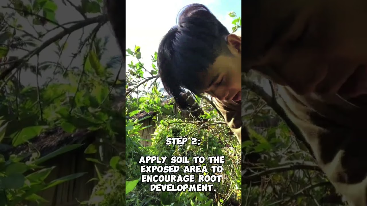 How to marcot lemon tree - AFA 3