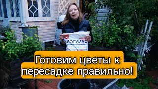 Готовим цветы к ПМЖ на подоконнике в зимний период | Как пересадить цветы правильно