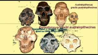 PL3: HOMINIDS: ROBUST AUSTRALOPITHECINES.avi