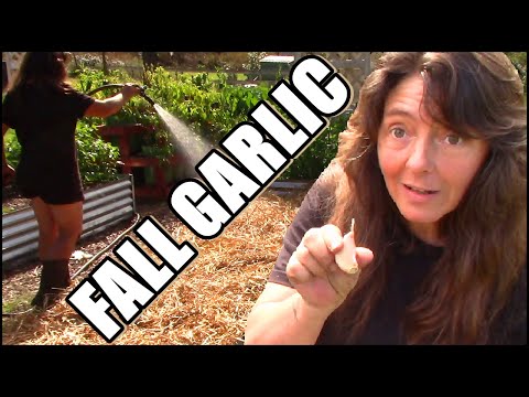 Video: Planting Garlic In The Fall: Important Nuances