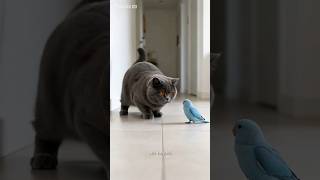 Milo the Fearless Hunter Gets EXPOSED 🐦🐱 #catfail #humor #shorts
