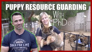 How to Stop Puppy Resource Guarding