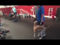 Sit Means Sit client Steve Blandino and his dog