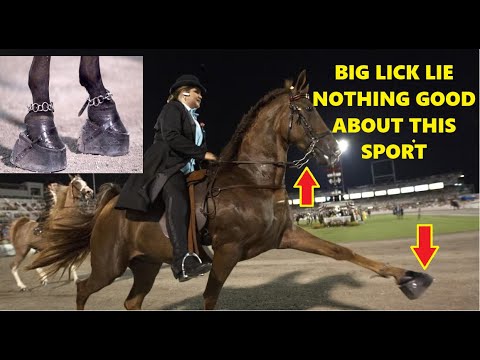 The Big Lick Lie - Stop Horse Cruelty - Tennessee Walking Horse Lies ...