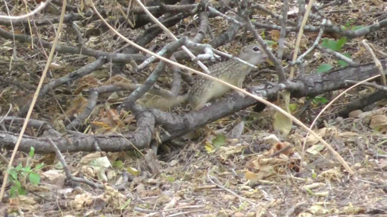 video phone beyonce mp3 Mexican ground squirrel Laguna atascosa NWR 2011-11-13