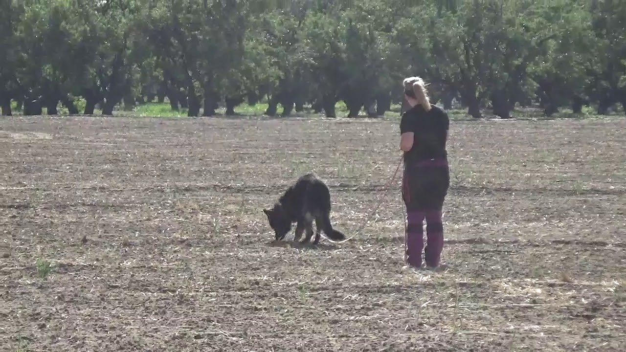 V Pepe von Weltwitz IGP3 tracking 5.4.19