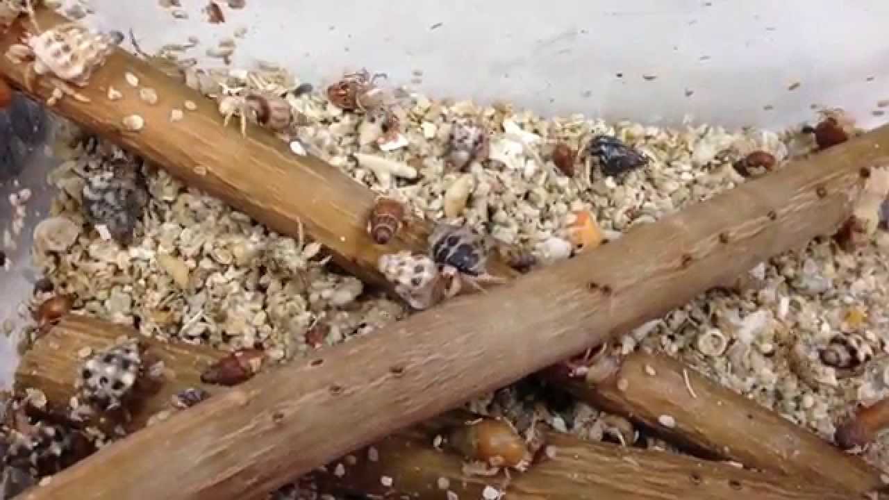 オカヤドカリ ベビー すべての商品 海水魚ショップ やどかり屋