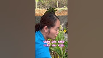 CÁCH GHÉP SƠN THUỶ TIÊN VÀO CHẬU #hoalandep