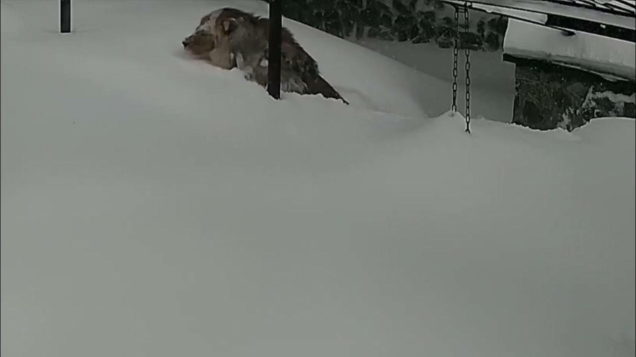 южно-сахалинск метель 2022. снег на сахалине светофор. южно-сахалинск зима сугробы. метель в южно сахалинске. сахалин занесло.