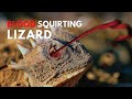 The Strange World of Lizards | Part 1