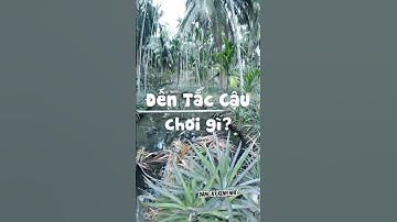 Lang thang Tắc Cậu #dulich #dulichbui #kiengiang #taccau #travel #viral2025 #vietnam  #trainghiem