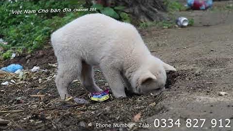 Đây mới là bản năng săn mồi của Chó H