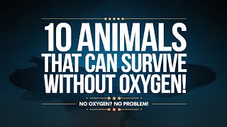 10 Animals That Can Survive Without Oxygen!