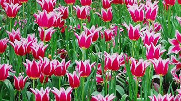 Faking Depth of Field: Tutorials in Photoshop