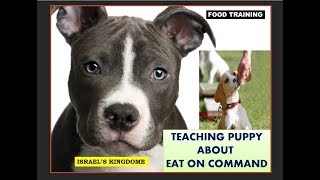 11 Weeks Pitbull Eats Chiken On Command