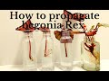 How to Propagate Begonia Rex  in Water by using a single leaf | plant Propagating Experiments.