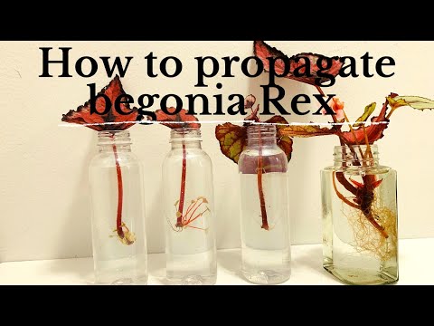 How to Propagate Begonia Rex in Water by using a single leaf | plant Propagating Experiments.