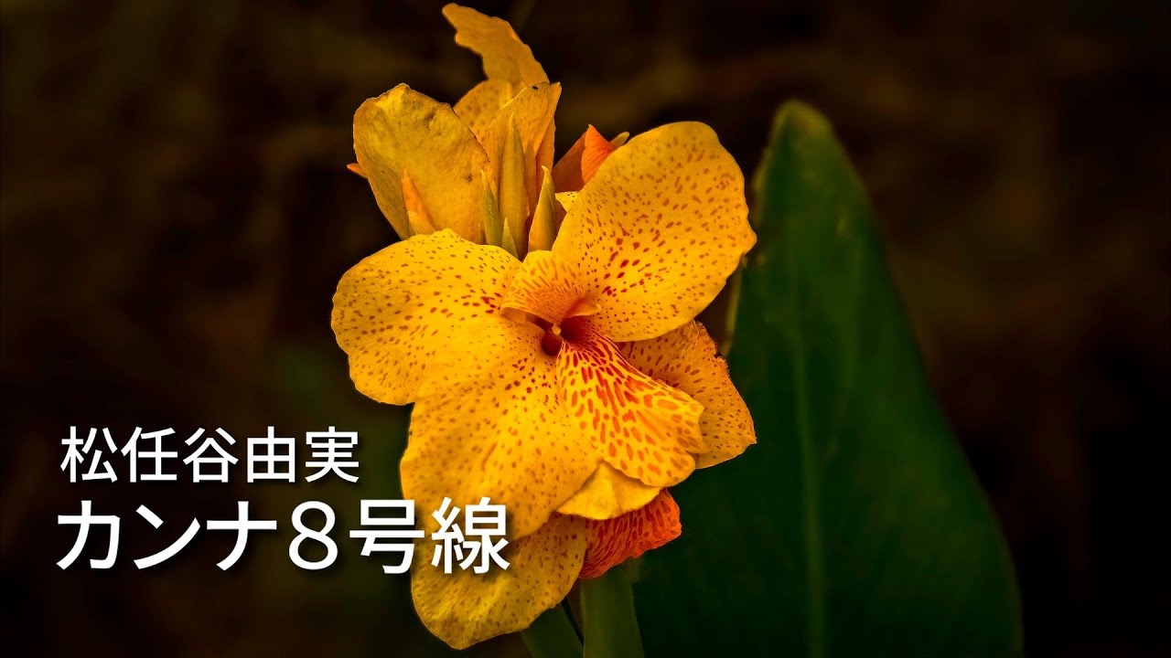 カンナ8号線 松任谷由実カバー【Synthesizer V】AI Saki /Canna