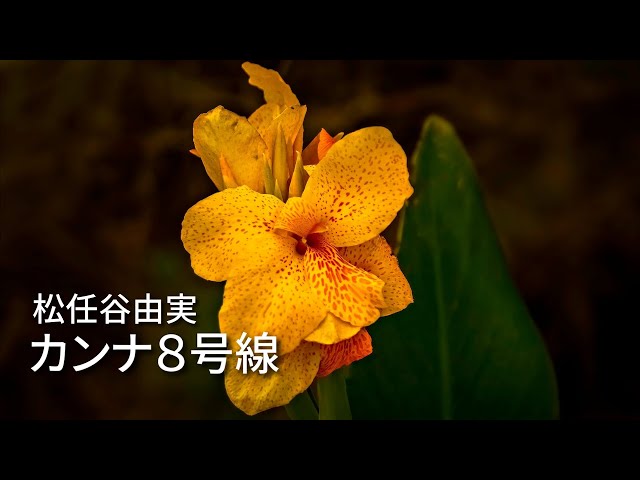 赤花八号線 カンナ8号線 inspired by Yumingユーミン カンナ8号線